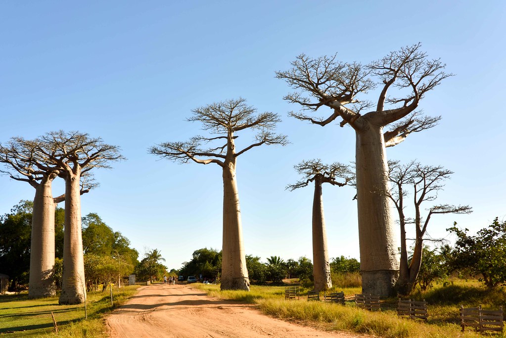 Découvrez librement Madagascar en voiture de location